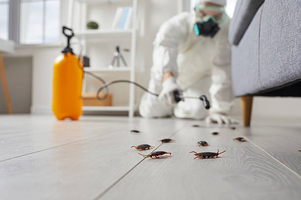 Commercial Kitchen Cockroach Control in Gray Summit